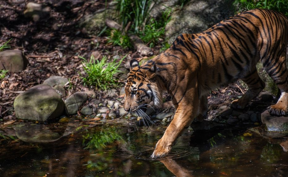 Exciting issue of tigers attacking climbers on Mount Papandayan, management confirms hoax and reveals surprising facts