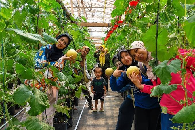 Super Sweet Melons in Subang, This Melon Picking Tour is a Hurry on Weekends