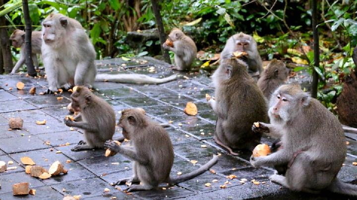 Export of 1,928 Long-tailed Monkeys Reopens, Legal but Reaps Controversy